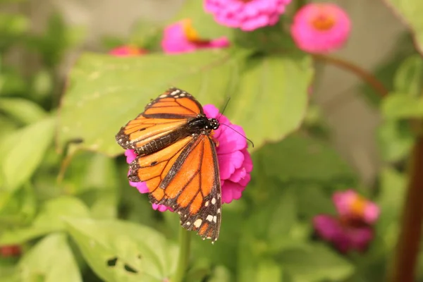 Una Farfalla Monarca Danaus Plexippus Che Sorseggia Nettare Attraverso Sua — Foto Stock