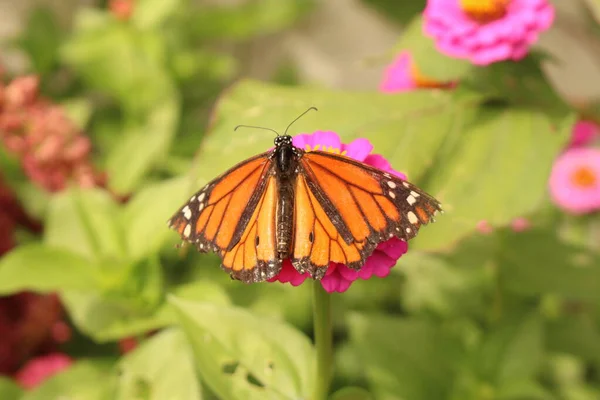 Una Farfalla Monarca Danaus Plexippus Che Sorseggia Nettare Attraverso Sua — Foto Stock