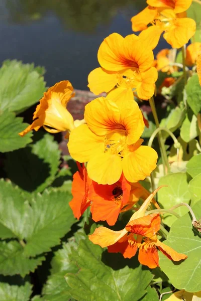 Asian Globeflower Στο Ίνσμπρουκ Αυστρία Επιστημονικό Του Όνομα Είναι Trollius — Φωτογραφία Αρχείου