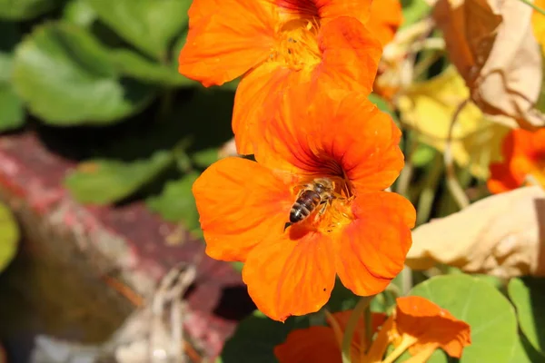 Asian Globeflower Μέλισσα Στο Ίνσμπρουκ Της Αυστρίας Επιστημονικό Του Όνομα — Φωτογραφία Αρχείου