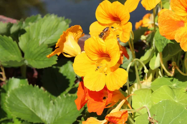 Asian Globeflower Μέλισσα Στο Ίνσμπρουκ Της Αυστρίας Επιστημονικό Του Όνομα — Φωτογραφία Αρχείου