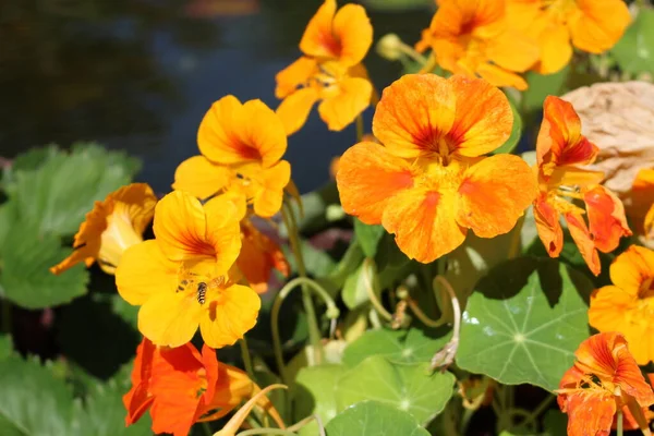 Asian Globeflower Μέλισσα Στο Ίνσμπρουκ Της Αυστρίας Επιστημονικό Του Όνομα — Φωτογραφία Αρχείου