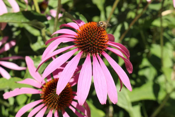 Blasser Sonnenhut Oder Echinacea Mit Biene Innsbruck Österreich Sein Wissenschaftlicher — Stockfoto