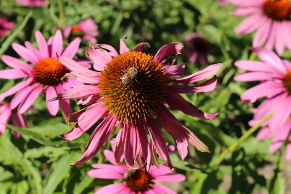 Östlicher Sonnenhut Oder Echinacea Innsbruck Österreich Sein Wissenschaftlicher Name Ist — Stockfoto