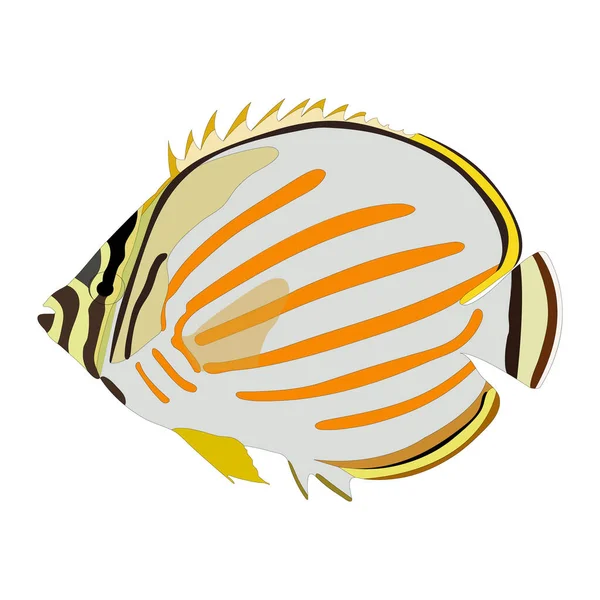 Geïsoleerde Kleurrijke Cartoon Ornate Butterflyfish Chaetodon Ornatissimus Eps10 Vector Graphics — Stockvector