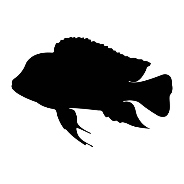 Isolierter Bumphead Cichlid Fisch Oder Cyphotilapia Frontosa Mit Schwarzer Silhouette — Stockvektor