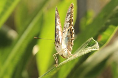 Innsbruck, Avusturya 'da 