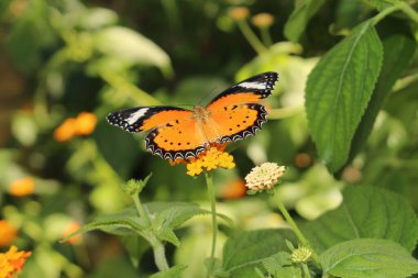 Avusturya 'nın Innsbruck şehrinde turuncu, beyaz ve siyah 