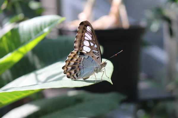 Blue Clipper Butterfly Innsbruck Austria Its Scientific Name Parthenos Sylvia — Stock Photo, Image