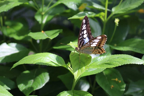 Blue Clipper Butterfly Innsbruck Austria Its Scientific Name Parthenos Sylvia — Stock Photo, Image