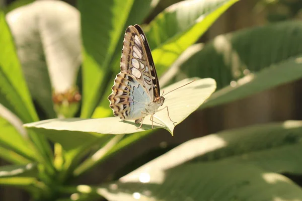 Blue Clipper Butterfly Innsbruck Áustria Seu Nome Científico Parthenos Sylvia — Fotografia de Stock