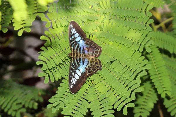 Modrý Clipper Butterfly Innsbrucku Rakousko Jeho Vědecké Jméno Parthenos Sylvia — Stock fotografie