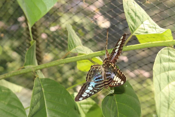 Blauwe Clipper Butterfly Innsbruck Oostenrijk Wetenschappelijke Naam Parthenos Sylvia Afkomstig — Stockfoto