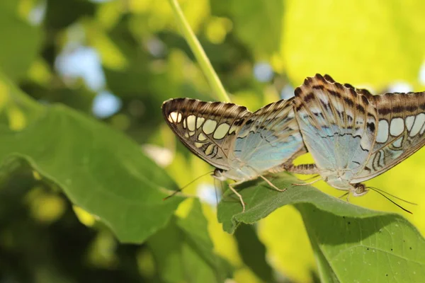 Clipper Butterfly Bleu Innsbruck Autriche Son Nom Scientifique Est Parthenos — Photo