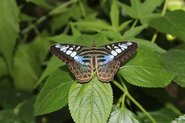 Blauer Clipper Butterfly Innsbruck Österreich Sein Wissenschaftlicher Name Ist Parthenos — Stockfoto