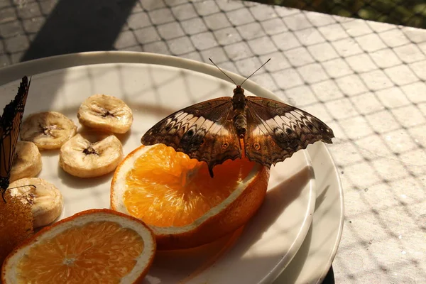 Laranja Pontilhada Borboleta Cruzador Malaio Innsbruck Áustria Seu Nome Científico — Fotografia de Stock