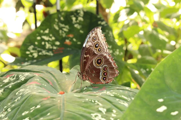 Forest Giant Owl Butterfly Owl Butterfly Инсбруке Австрия Научное Название — стоковое фото