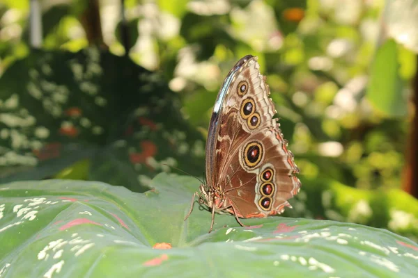 Forest Giant Owl Butterfly Eller Uggla Fjäril Innsbruck Österrike Dess — Stockfoto