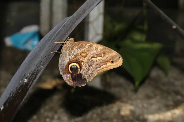 오스트리아 Innsbruck 자이언트 올빼미 Owl Butterfly 학명은 고에우릴 로쿠스이며 브라질 — 스톡 사진