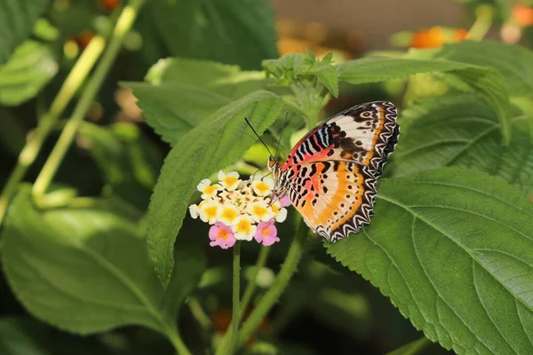 Orangefarbener Weißer Und Schwarzer Leopard Lacewing Schmetterling Innsbruck Österreich Ihr — Stockfoto