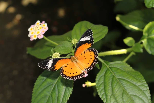 Помаранчевий Білий Чорний Метелик Leopard Lacewing Інсбруку Австрія Його Наукова — стокове фото