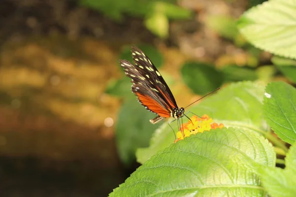 Tiger Longwing Schmetterling Oder Hecale Longwing Golden Longwing Golden Heliconian — Stockfoto