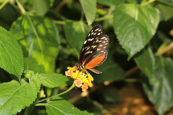 Tiger Longwing Butterfly Hecale Longwing Golden Longwing Golden Heliconian Innsbruck — стоковое фото
