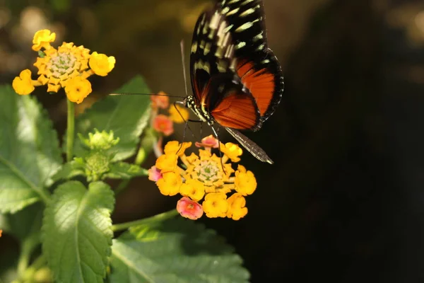 Метелик Tiger Longwing Або Hecale Longwing Golden Longwing Golden Heliconian — стокове фото