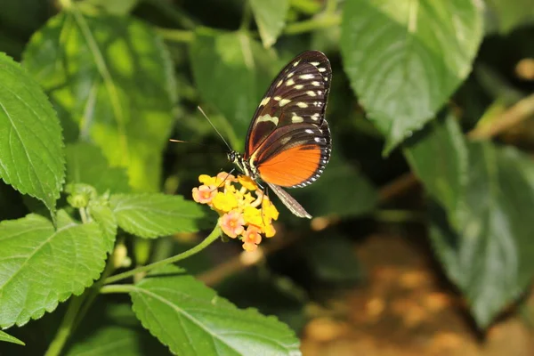 Tiger Longwing Borboleta Hecale Longwing Golden Longwing Golden Heliconian Innsbruck — Fotografia de Stock