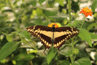 Avusturya 'nın Innsbruck kentinde sarı çizgili siyah ve kuyruklu 