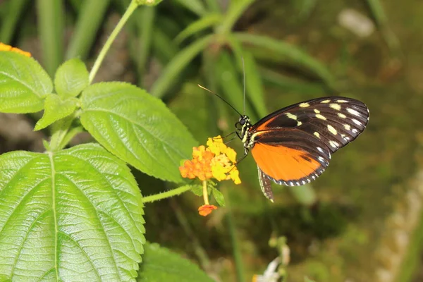 Tiger Longwing Mariposa Hecale Longwing Golden Longwing Golden Heliconian Innsbruck — Foto de Stock