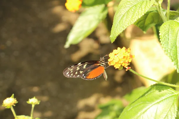 Tiger Longwing Borboleta Hecale Longwing Golden Longwing Golden Heliconian Innsbruck — Fotografia de Stock