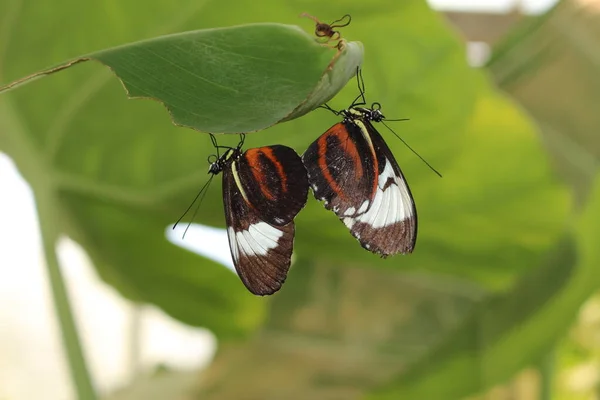 Wit Gestreept Twee Zwarte Cydno Longwing Vlinders Innsbruck Oostenrijk Wetenschappelijke — Stockfoto