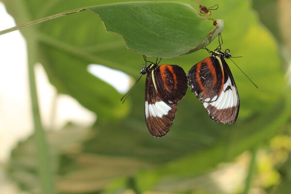 Белая полосатая, две черные бабочки "Cydno Longwing" в Инсбруке, Австрия. Его научное название Heliconius Cydno, уроженец Мексики на севере Южной Америки
. 