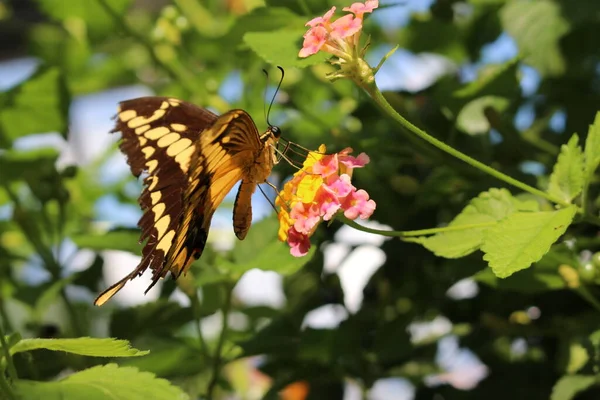 Gul Randig Svart Och Stjärt King Swallowtail Fjäril Eller Thoas — Stockfoto