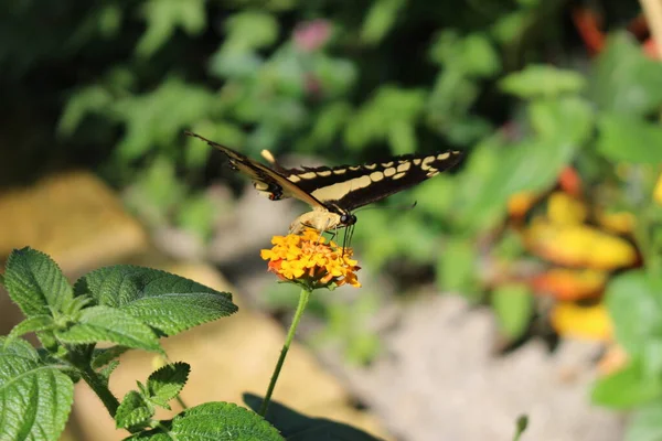 Жовтий Смугастий Чорний Хвіст King Swallowtail Метелик Або Thoas Swallowtail — стокове фото
