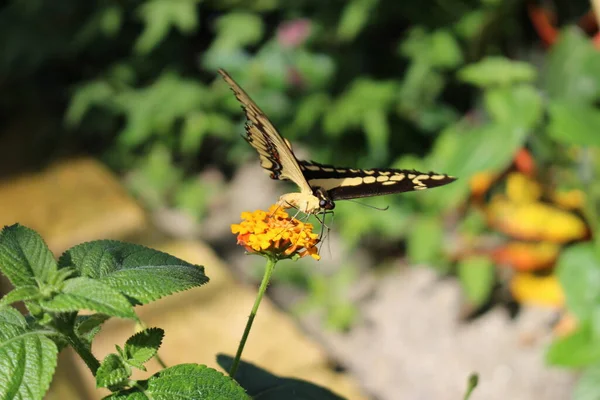 Жовтий Смугастий Чорний Хвіст King Swallowtail Метелик Або Thoas Swallowtail — стокове фото