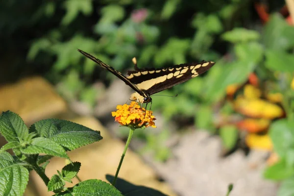 Жовтий Смугастий Чорний Хвіст King Swallowtail Метелик Або Thoas Swallowtail — стокове фото