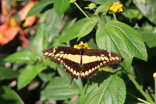 Желто Полосатая Черно Пятнистая Бабочка King Swallowtail Thoas Swallowtail Озиле — стоковое фото