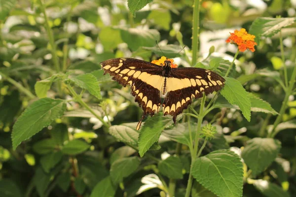 오스트리아 브루크에서 줄무늬검은 King Swallowtail Thoas Swallowtail Heraclides Thoas Papilio — 스톡 사진