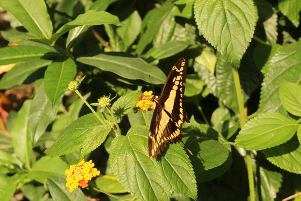 Желто Полосатая Черно Пятнистая Бабочка King Swallowtail Thoas Swallowtail Озиле — стоковое фото