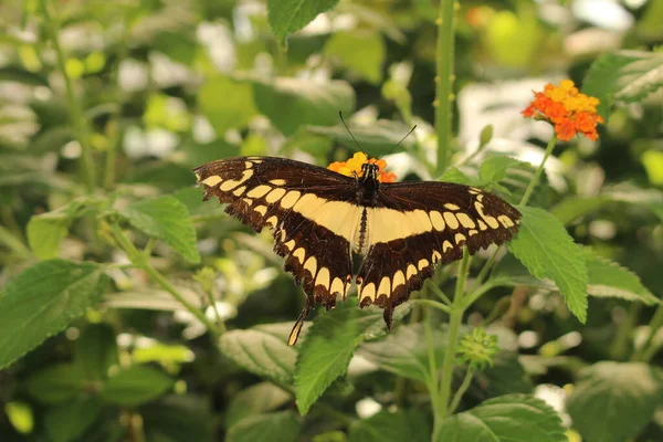 Желто Полосатая Черно Пятнистая Бабочка King Swallowtail Thoas Swallowtail Озиле — стоковое фото