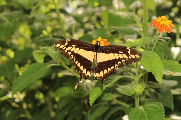 Желто Полосатая Черно Пятнистая Бабочка King Swallowtail Thoas Swallowtail Озиле — стоковое фото