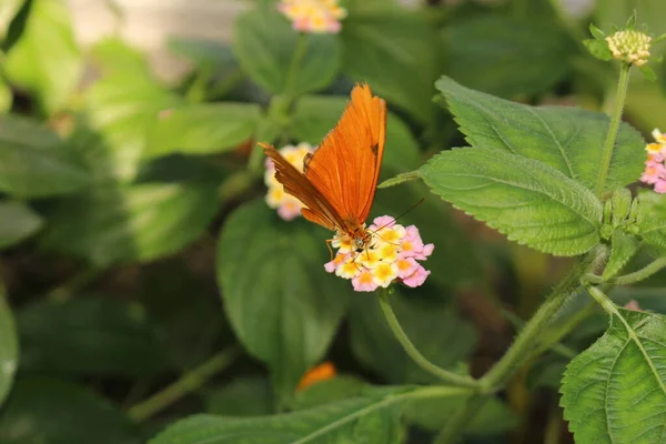 Hnědé Pruhované Oranžové Julia Butterfly Nebo Julia Heliconian Flame Flambeau — Stock fotografie