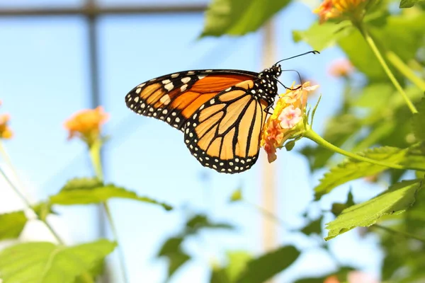 Orange Svart Och Vit Monarch Butterfly Innsbruck Österrike Dess Vetenskapliga — Stockfoto