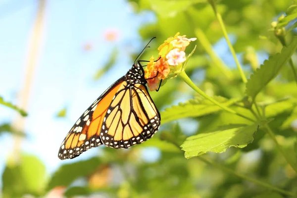 Arancione Bianco Nero Monarch Butterfly Innsbruck Austria Suo Nome Scientifico — Foto Stock