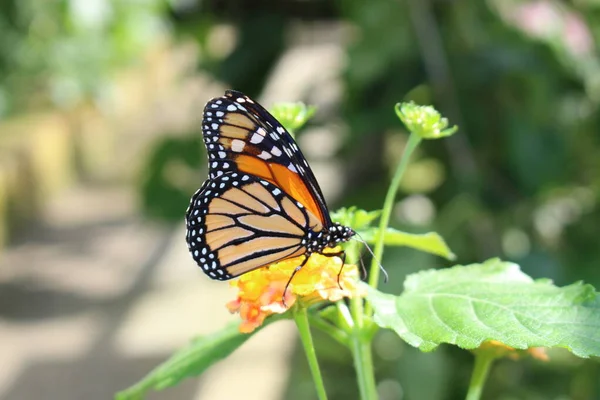 Laranja Preto Branco Monarch Butterfly Innsbruck Áustria Seu Nome Científico — Fotografia de Stock