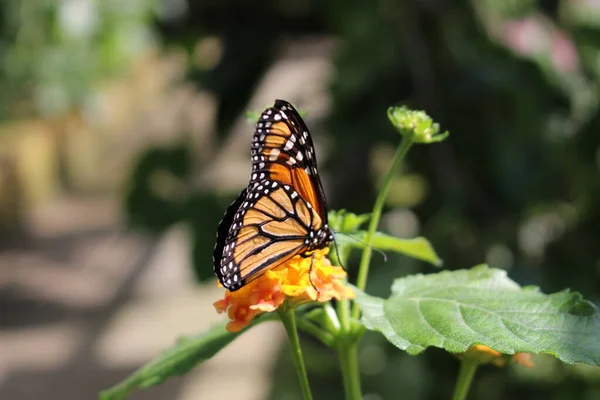 Arancione Bianco Nero Monarch Butterfly Innsbruck Austria Suo Nome Scientifico — Foto Stock