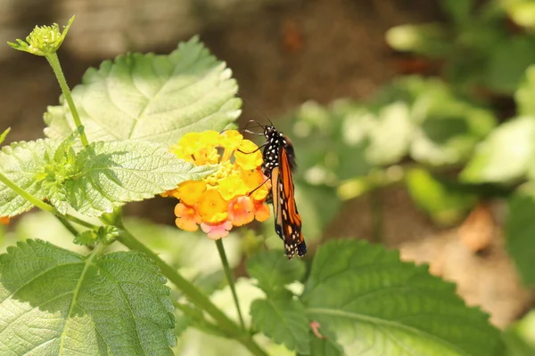 Oranžový Černobílý Monarch Butterfly Rakouském Innsbrucku Jeho Vědecké Jméno Danaus — Stock fotografie