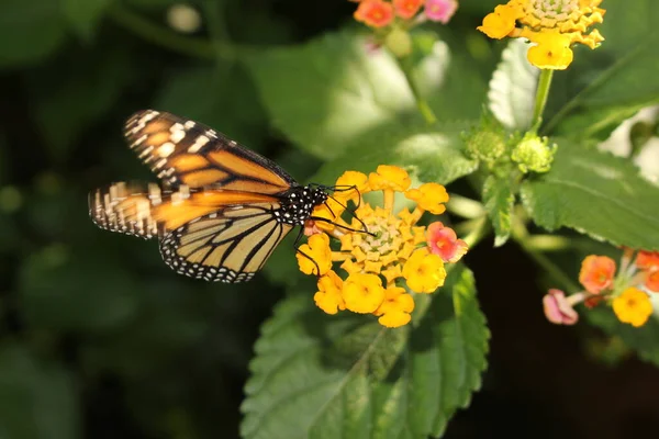 Arancione Bianco Nero Monarch Butterfly Innsbruck Austria Suo Nome Scientifico — Foto Stock